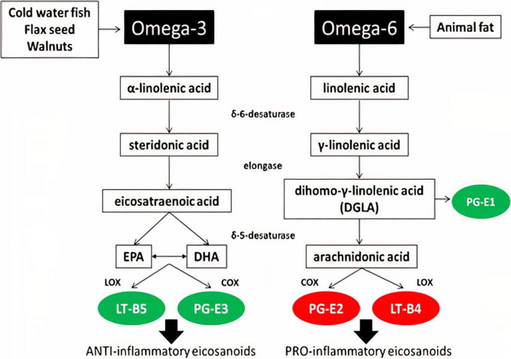 La nutrición en el embarazo