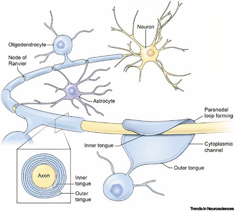 La nutrición en el embarazo